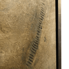 product_name Dallas_DFW_TX